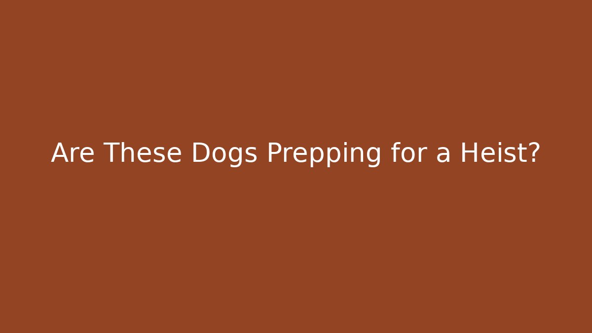 Are These Dogs Prepping for a Heist?
