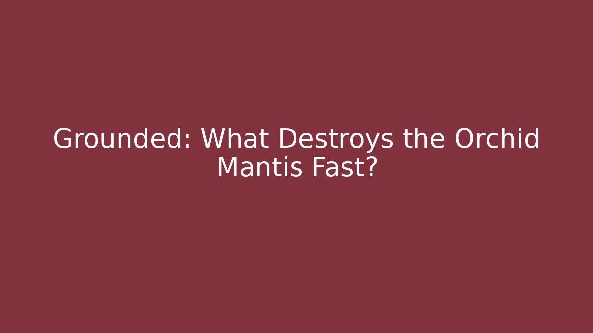 Grounded: What Destroys the Orchid Mantis Fast? - Felix Cat Insurance