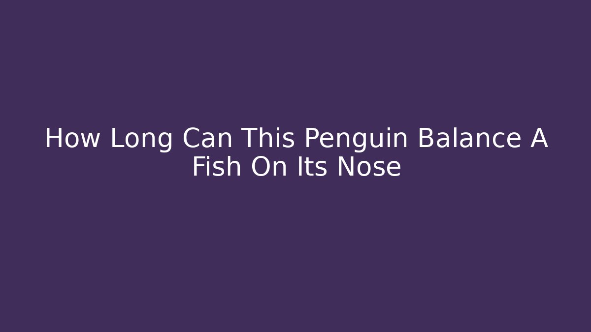 How Long Can This Penguin Balance A Fish On Its Nose
