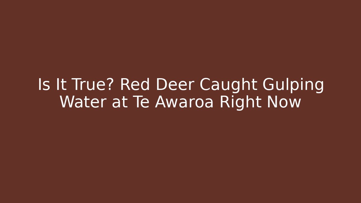 Is It True? Red Deer Caught Gulping Water at Te Awaroa Right Now
