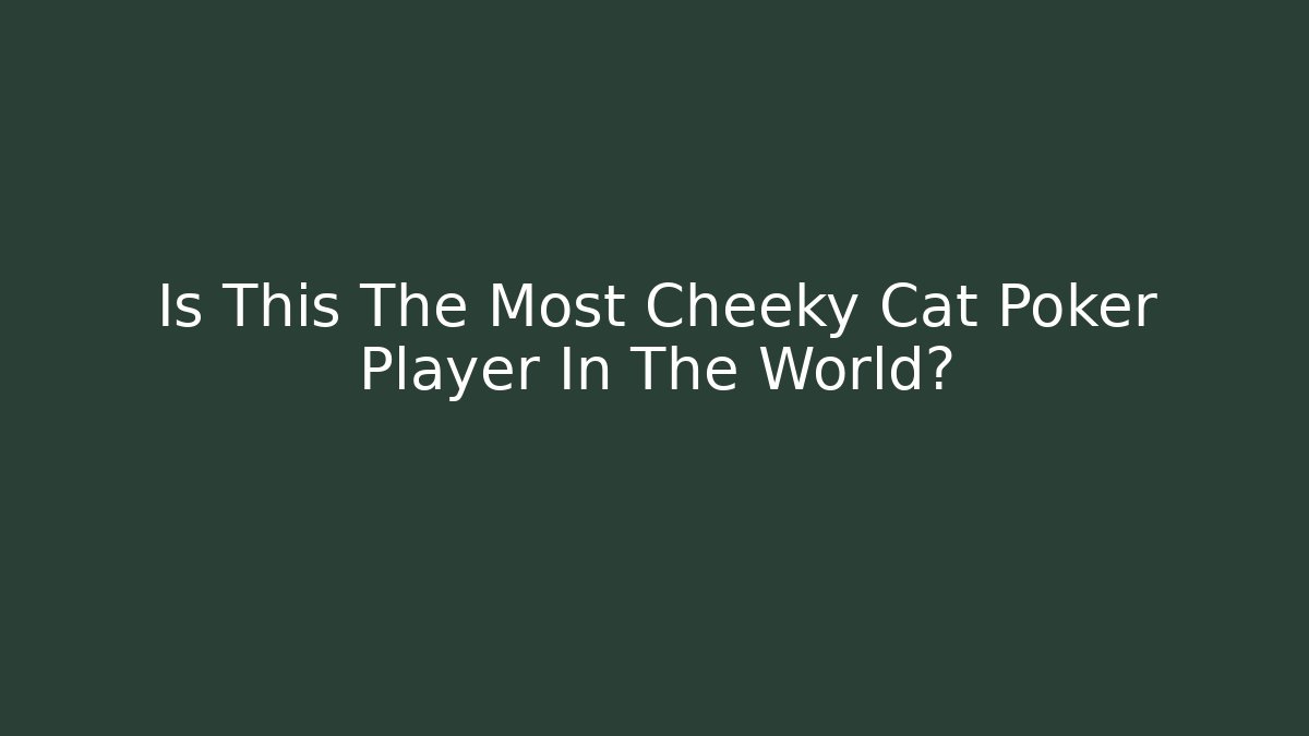 Is This The Most Cheeky Cat Poker Player In The World?