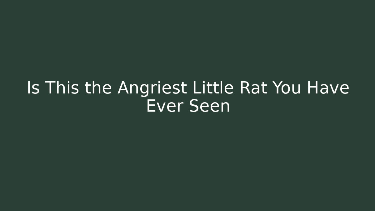 Is This the Angriest Little Rat You Have Ever Seen