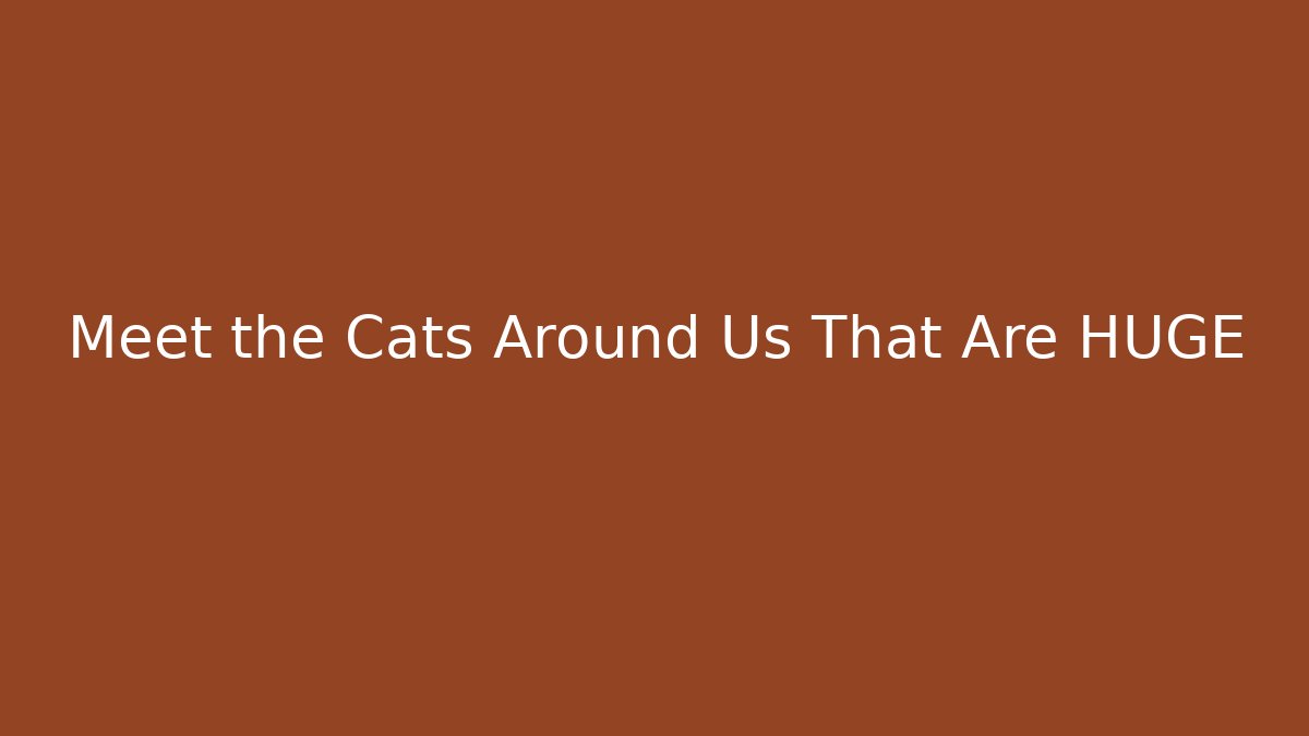 Meet the Cats Around Us That Are HUGE