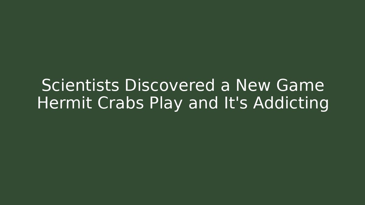 Scientists Discovered a New Game Hermit Crabs Play and It's Addicting