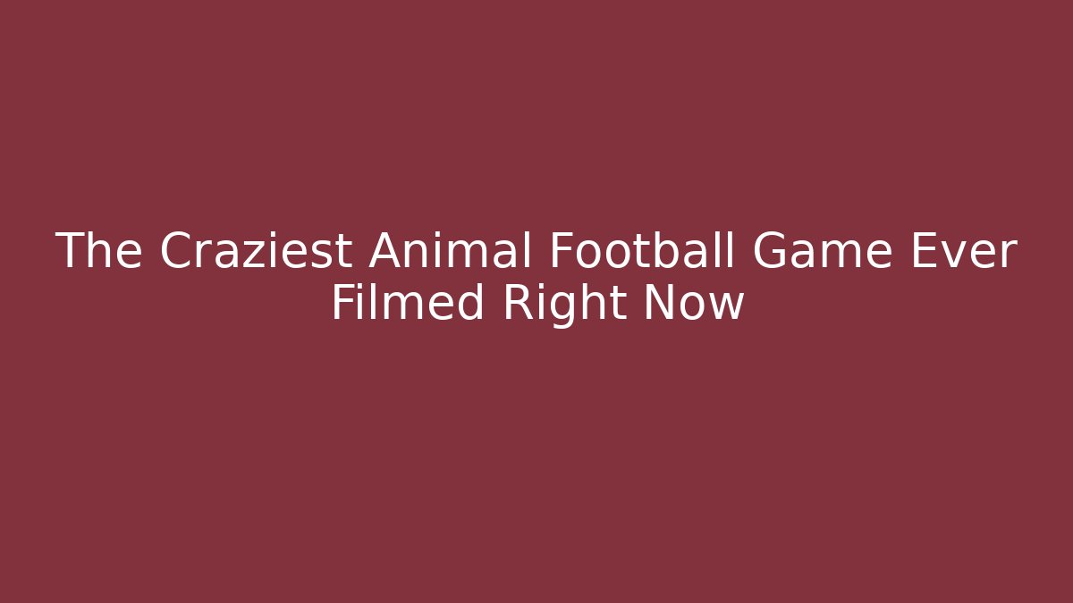 The Craziest Animal Football Game Ever Filmed Right Now