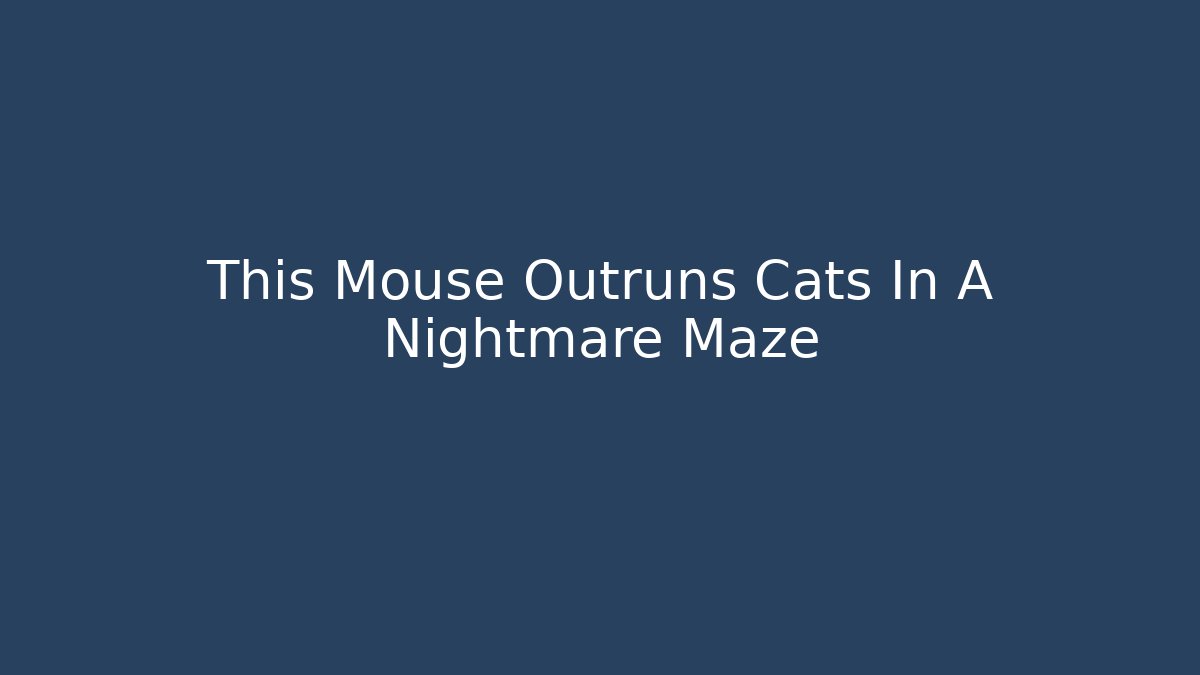 This Mouse Outruns Cats In A Nightmare Maze - Felix Cat Insurance