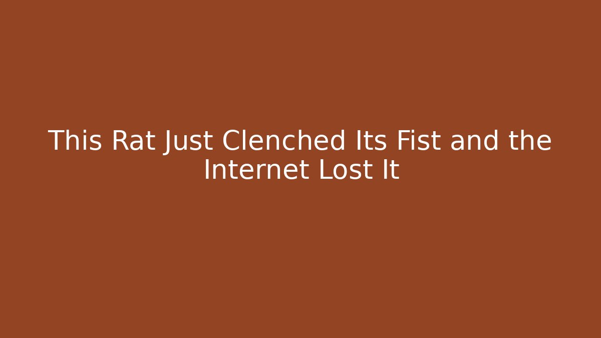 This Rat Just Clenched Its Fist and the Internet Lost It - Felix Cat Insurance