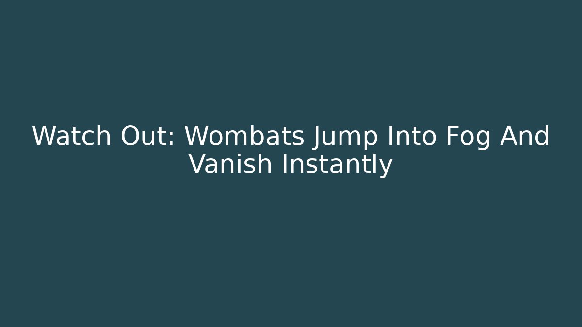 Watch Out: Wombats Jump Into Fog And Vanish Instantly