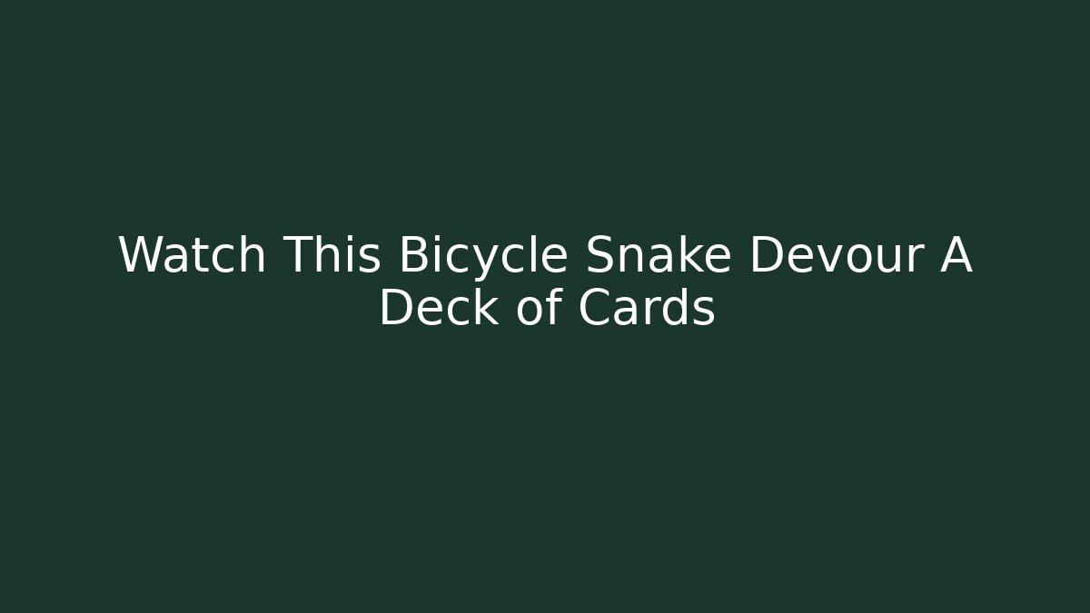 Watch This Bicycle Snake Devour A Deck of Cards - Felix Cat Insurance