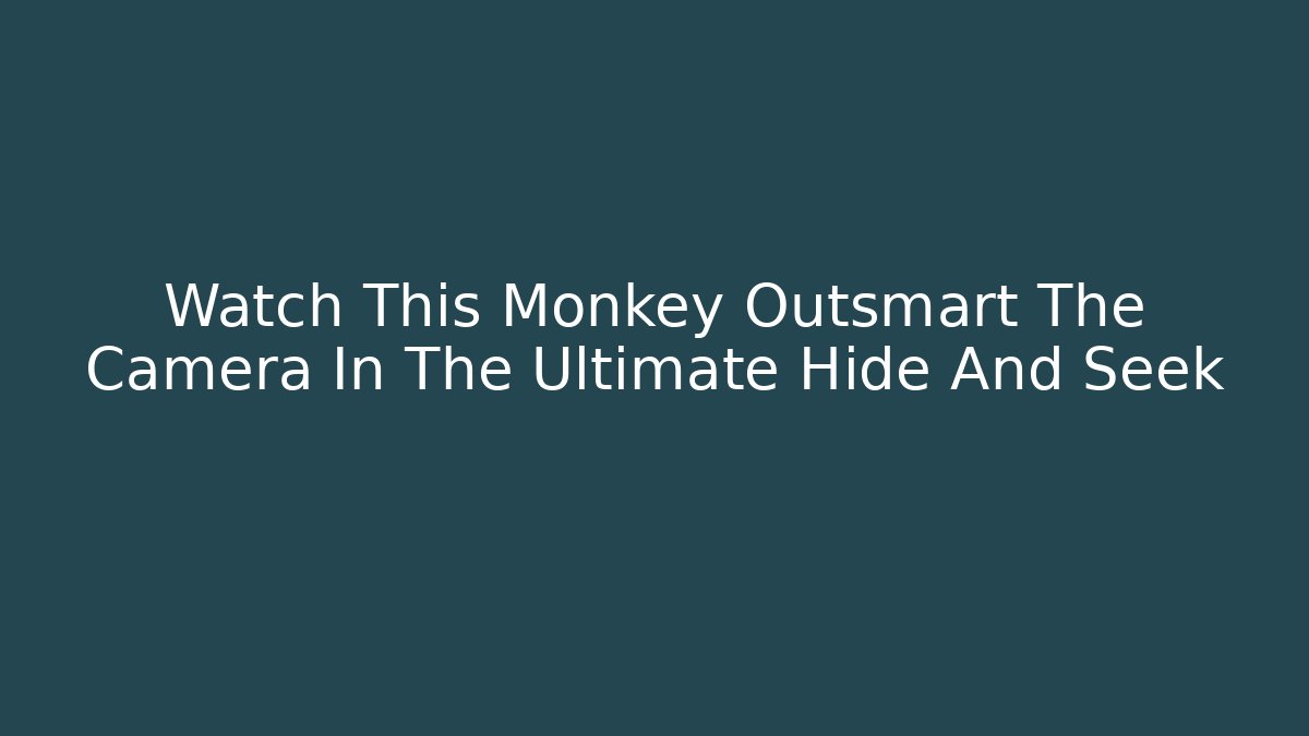 Watch This Monkey Outsmart The Camera In The Ultimate Hide And Seek