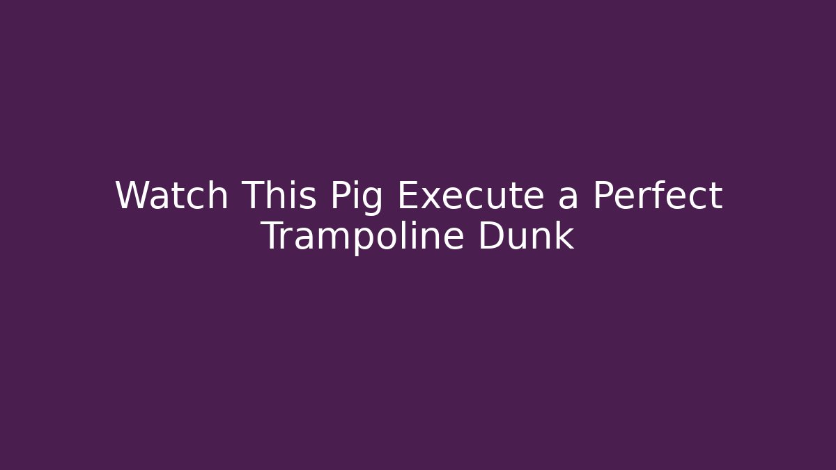 Watch This Pig Execute a Perfect Trampoline Dunk - Felix Cat Insurance