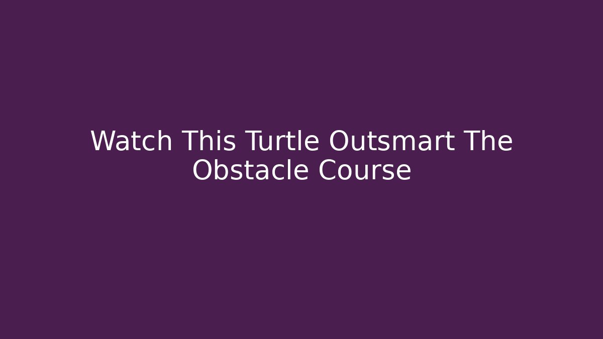 Watch This Turtle Outsmart The Obstacle Course