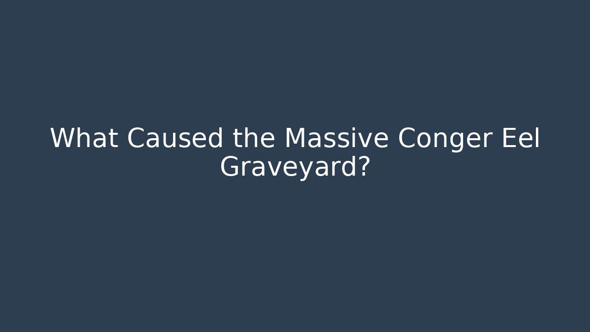 What Caused the Massive Conger Eel Graveyard?