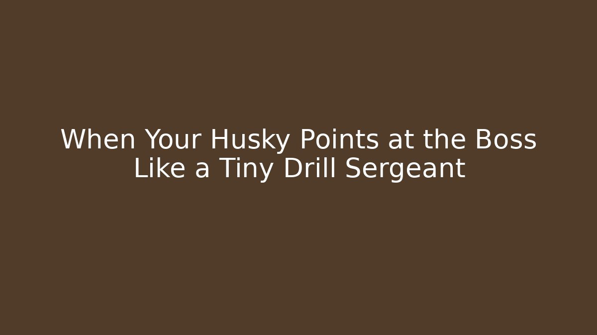 When Your Husky Points at the Boss Like a Tiny Drill Sergeant