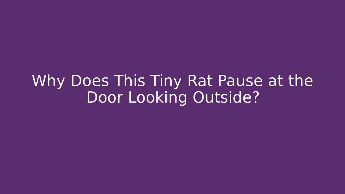 Why Does This Tiny Rat Pause at the Door Looking Outside?