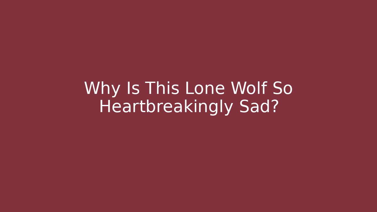 Why Is This Lone Wolf So Heartbreakingly Sad?