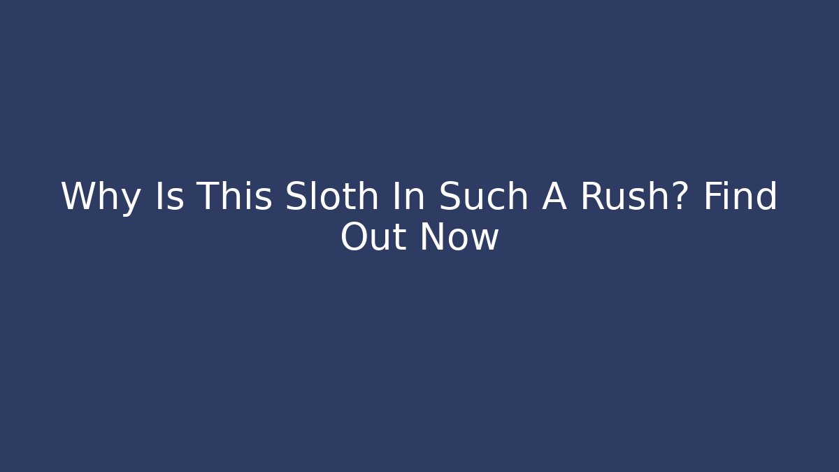 Why Is This Sloth In Such A Rush? Find Out Now