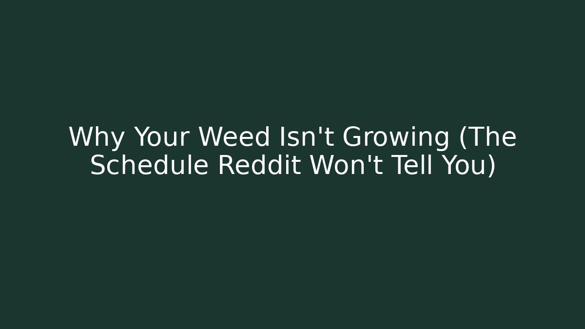 Why Your Weed Isn't Growing (The Schedule Reddit Won't Tell You)