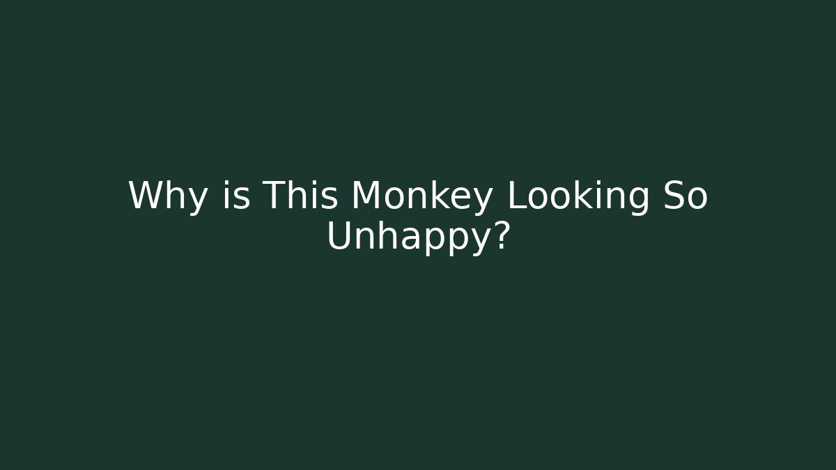Why is This Monkey Looking So Unhappy?