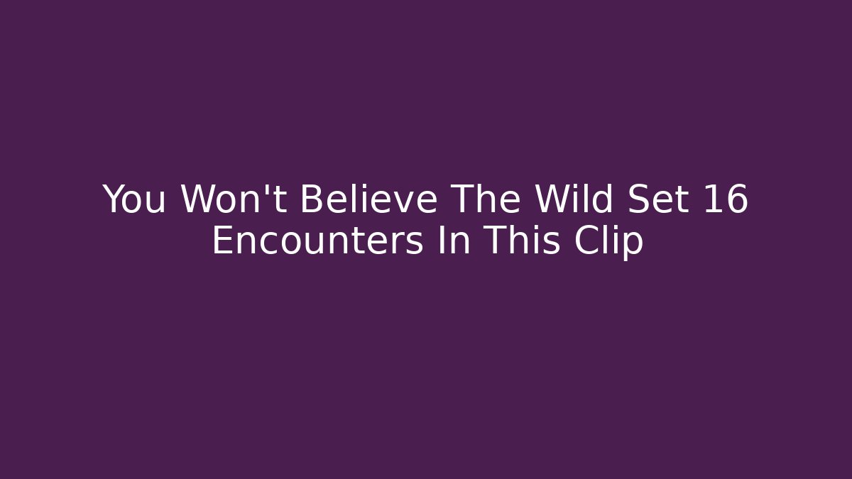 You Won't Believe The Wild Set 16 Encounters In This Clip
