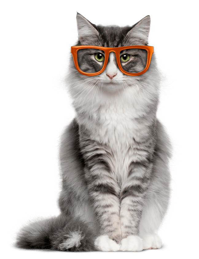 pet insurance for cats