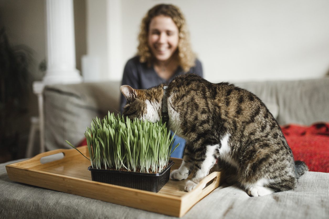 cat eating grass from indoor box with pet parent in background