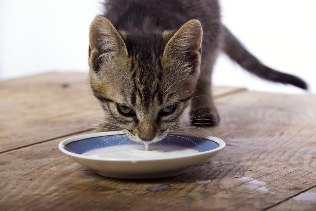 kitten lapping up milk from dish