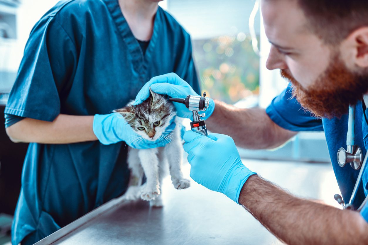 Veterinary technician assisting vet with kitten