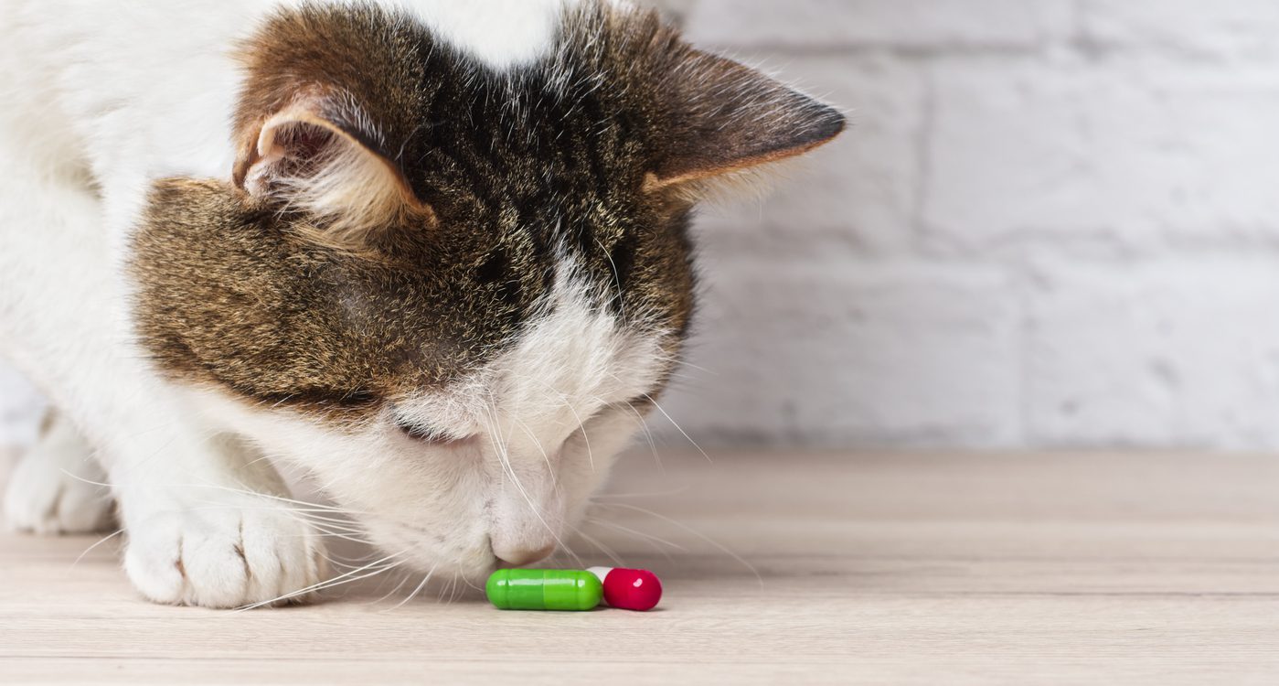 cat sniffing medicine capsules that fell onto floor