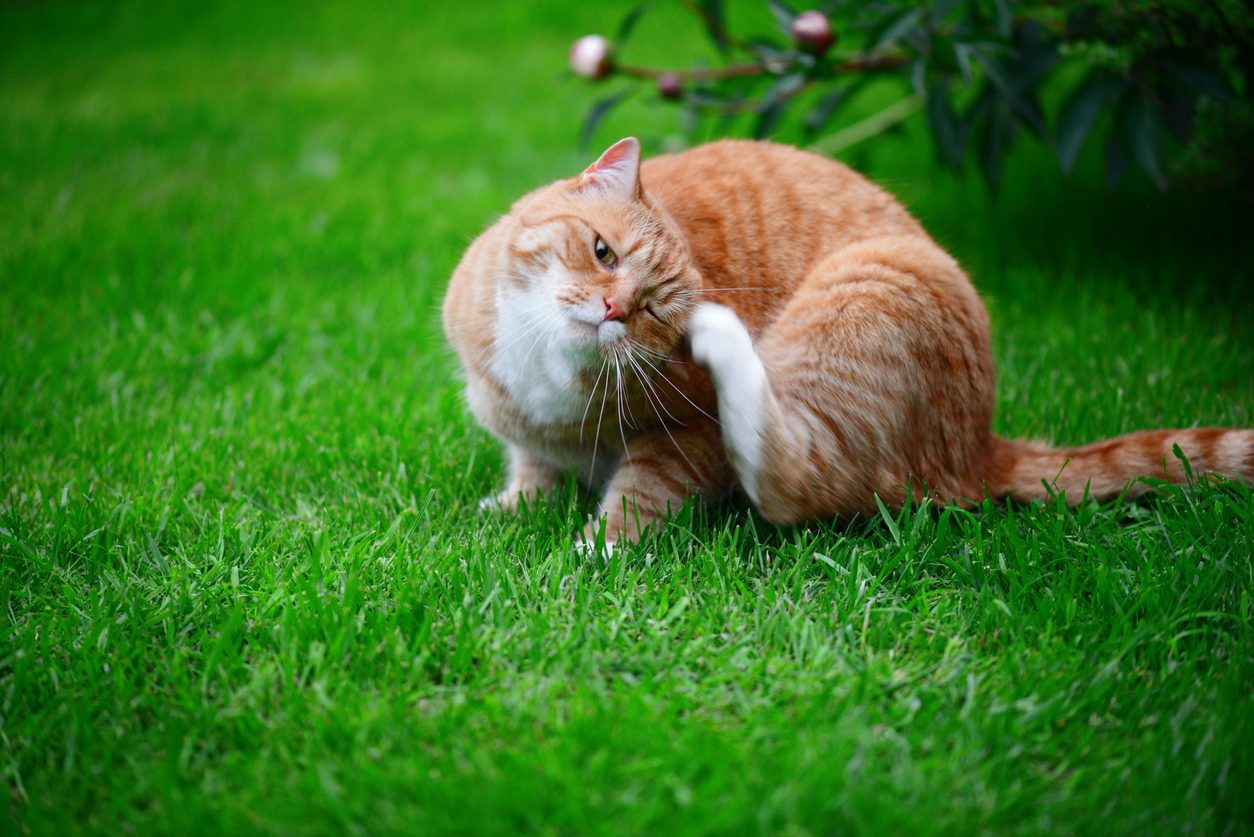 ginger cat scratching an itch sitting on lawn