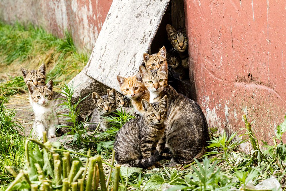 new batch of feral kittens huddled outside