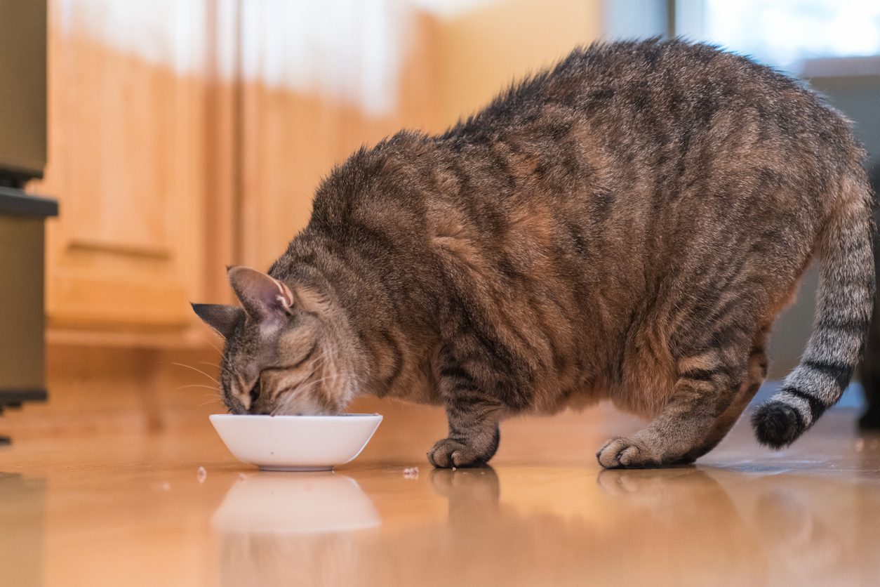 overweight cat eating from dish