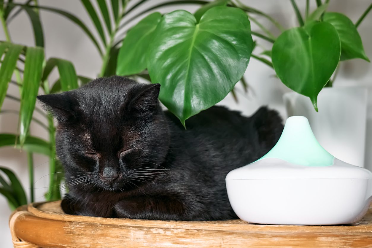 black cat resting next to oil diffuser