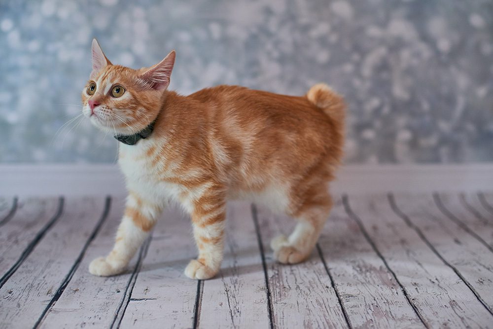 Picture of an American bobtail kitten
