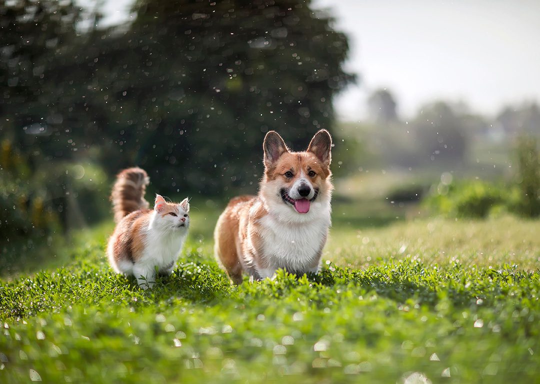 cat and dog playing outside in the grass