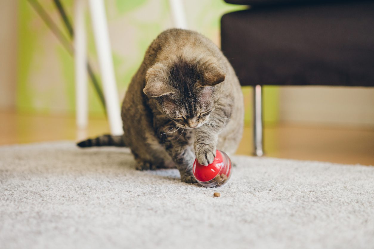 cat playing with puzzle ball on carpet