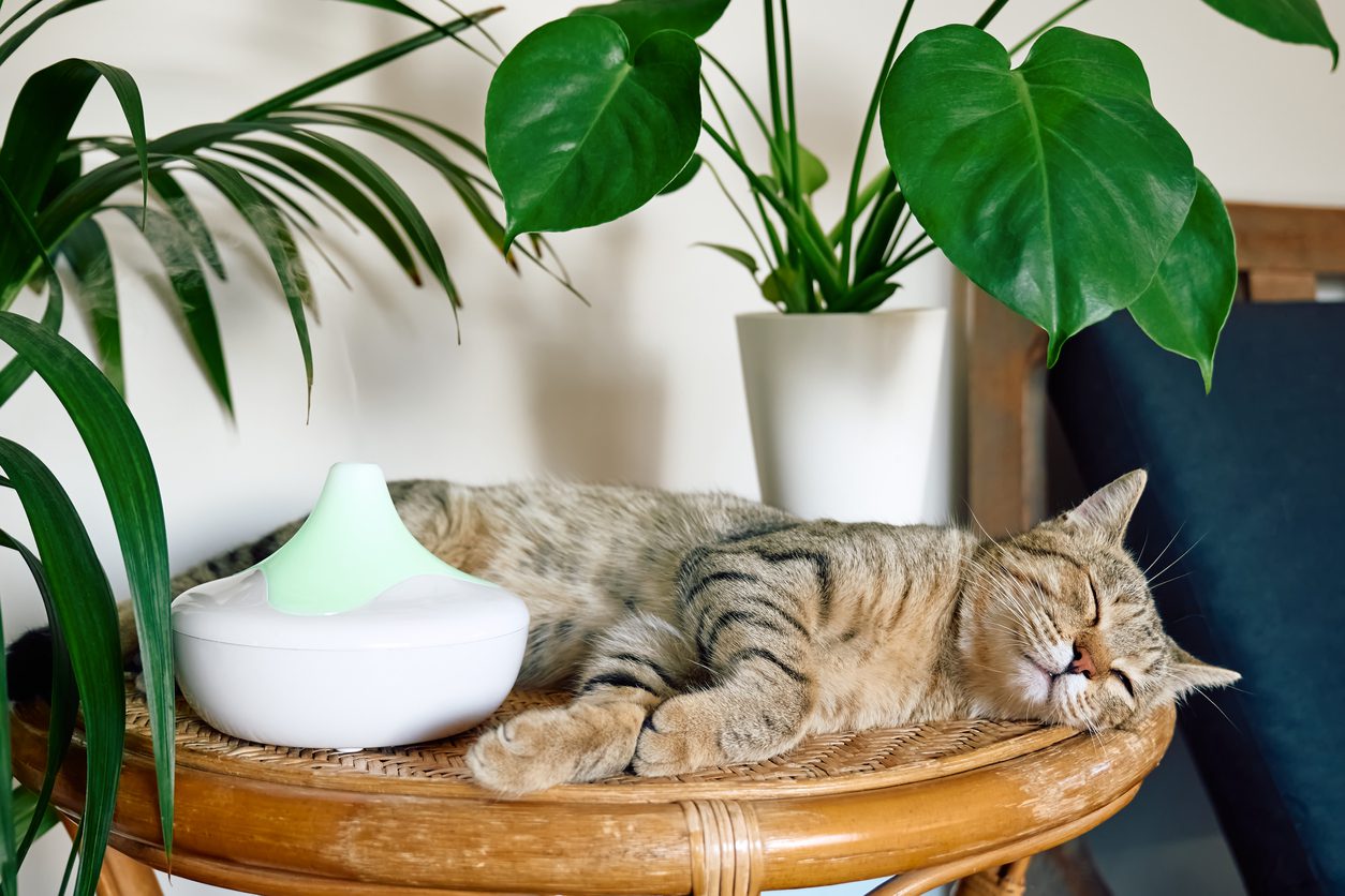 cat sleeping near essential oil diffuser