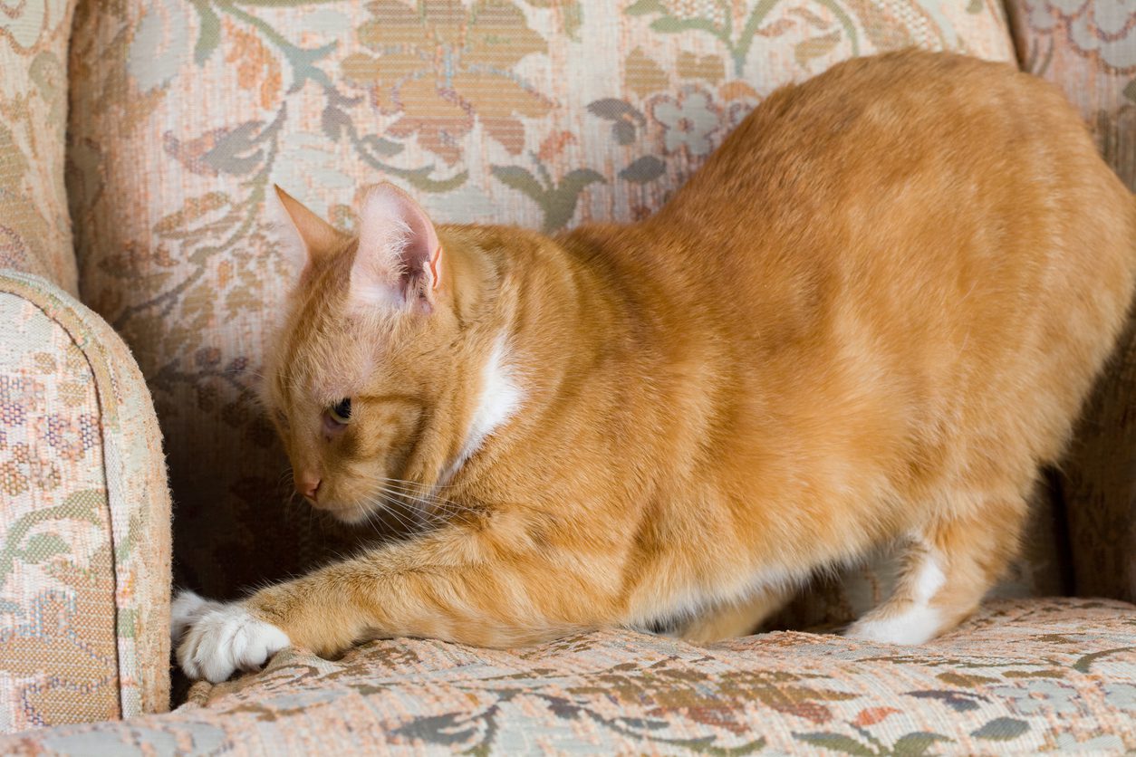 orange cat scratching couch