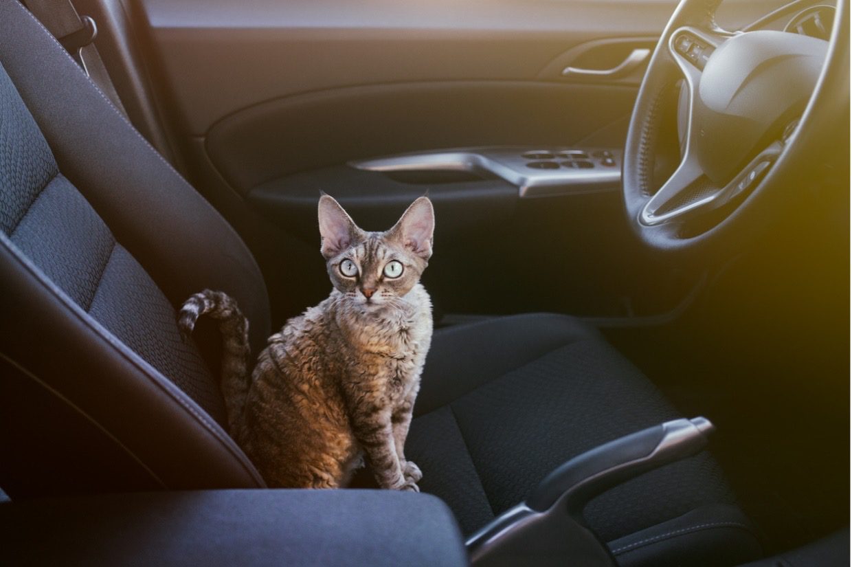 Cat sitting on front seat of car